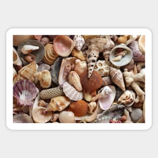 Seashells Sticker